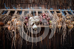 Drying onions of different colors infront of barn photo