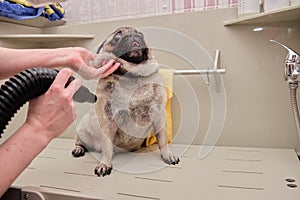 Drying a pug dog with an air compressor in the grooming bathroom after washing