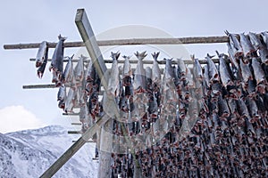 Drying racks for fish heads , high quality photo