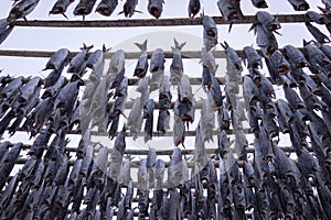 Drying racks for fish heads , high quality photo