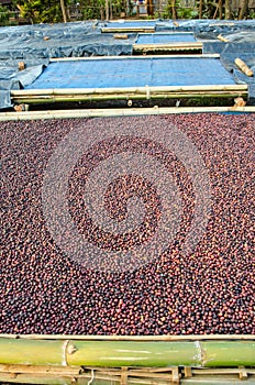 Drying red berries coffee