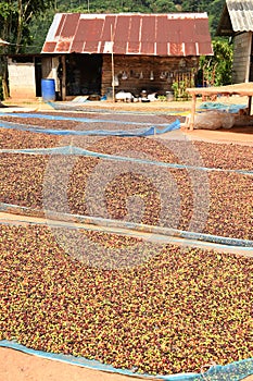 Drying red berries coffee in the sun