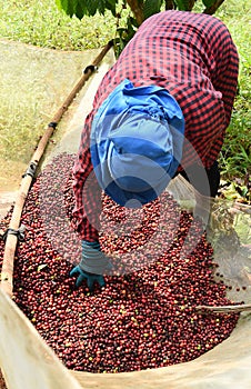 Drying red berries coffee in the sun