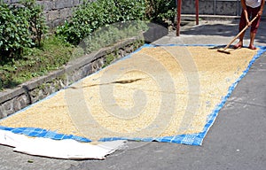 Drying rice