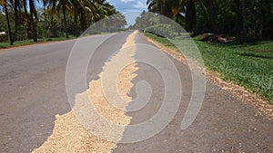 Drying rice on the road under the rays of the hot spring sun, Cuba