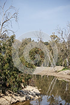 Drying river between eucalyptus trees