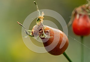 Drying rosehip and cobweb