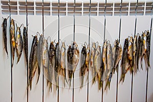 Drying of the rutilus lacustris on the radiator. Nadym