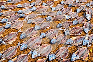 Drying salted fish on coir in Mangalore, India