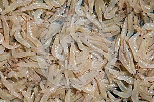 Drying of sea shrimps or small sized shrimp dried by the sun