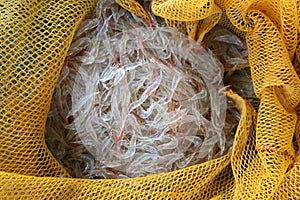 Drying of sea shrimps or small sized shrimp dried by the sun