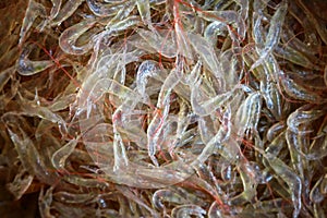 Drying of sea shrimps or small sized shrimp dried by the sun