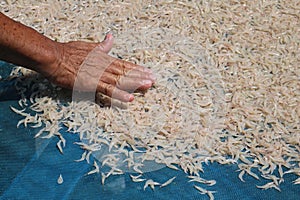 Drying of sea shrimps or small sized shrimp dried by the sun