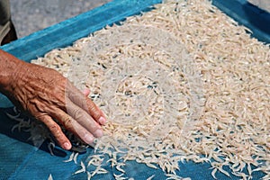 Drying of sea shrimps or small sized shrimp dried by the sun