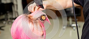 Drying short pink hair of young caucasian woman with a black hairdryer and black round brush by hands of a male