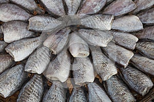 Drying snakeskin gourami fishes