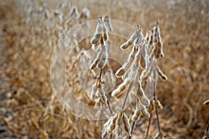 Drying soybeans