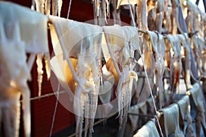 Drying Squid under Sunlight in Hokkaido, Japan