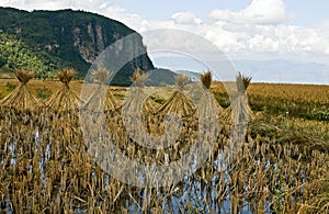 Drying stalks of rice in China