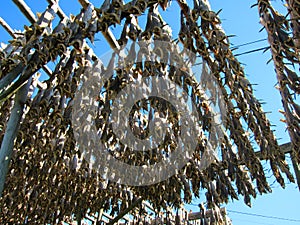 Drying stockfish