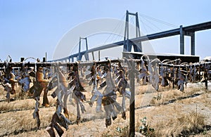Drying Stockfish with at the background the bridge of Figueira da Foz