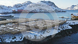 Drying stockfish cod