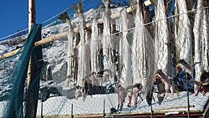 Drying stockfish cod in authentic traditional fishing village