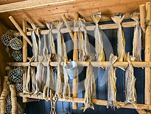 Drying stockfish cod in authentic traditional fishing village. Lofoten islands, Norway