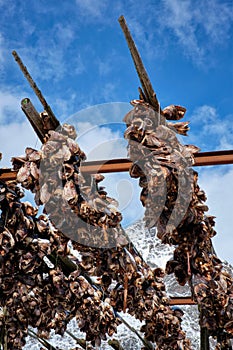 Drying stockfish cod heads in A fishing village in Norway