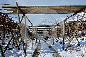 Drying stockfish cod heads in A fishing village in Norway