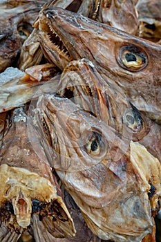 Drying stockfish cod heads in Reine fishing village in Norway