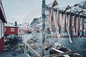 Drying stockfish cod in Nusfjord fishing village in Norway