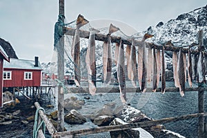 Drying stockfish cod in Nusfjord fishing village in Norway