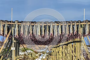 Drying stockfish - Gimsoy, Lofoten Island, Norway