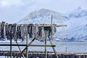 Drying stockfish - Gimsoy, Lofoten Island, Norway