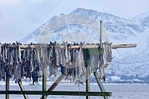 Drying stockfish - Gimsoy, Lofoten Island, Norway