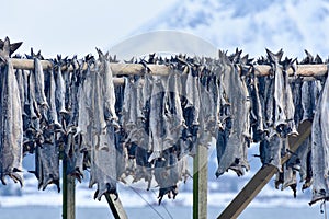 Drying stockfish - Gimsoy, Lofoten Island, Norway