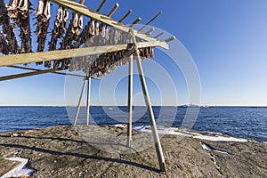 Drying stockfish hanging on traditional wooden rack