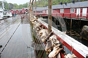 Drying of stockfish on Lofoten islands in Norway