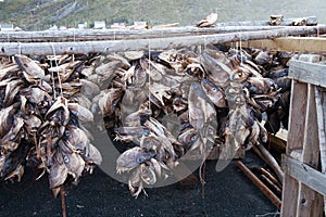 Drying stockfish, Lofoten, Norway
