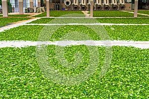 Drying tea leave focus on foreground