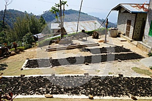 Drying tea leaves
