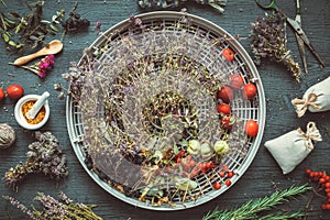 Drying thyme flowers and healthy berries on tray of herb dehydrator.