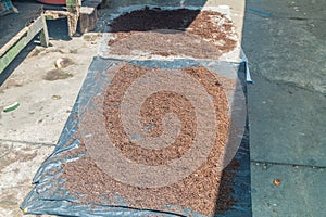 Drying tobacco