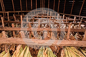 Drying Tobacco Leaves Authentically on Farm