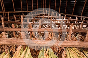 Drying Tobacco Leaves Authentically on Farm photo