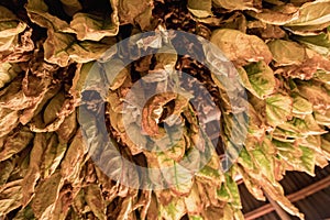 Drying Tobacco Leaves Authentically on Farm photo