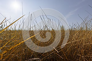 drying yellow grass illuminated by sunlight