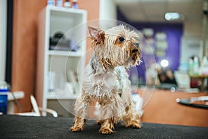 Drying Yorkshire terrier in a professional hairdresser