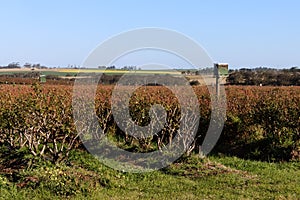 Dryland Blueberry bushes with bee hives for pollination